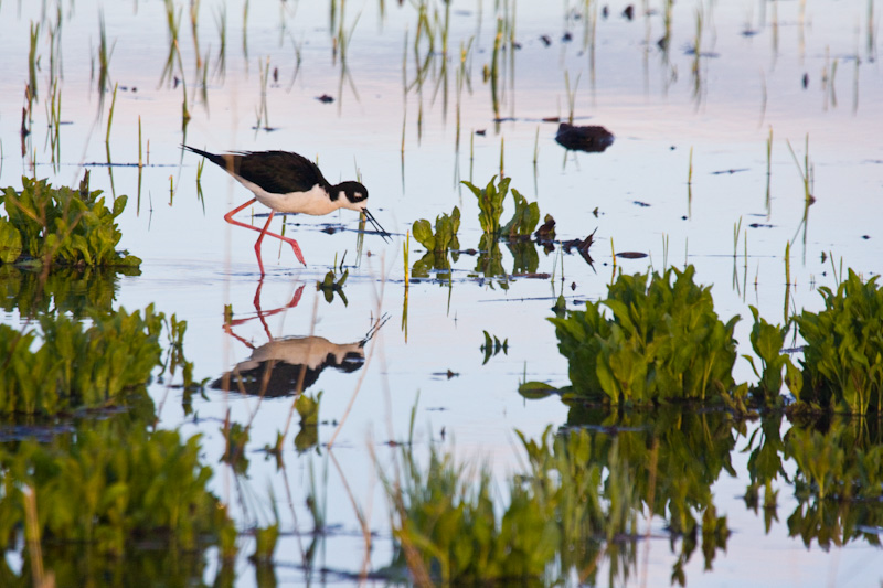 Black-Necked Stilt Reflected In Water